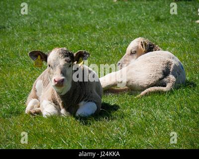 Punto larghi, Devon, Regno Unito. Xxv Aprile 2017. Le magie di sole al punto larghi vicino Croyde come le mucche locali stessi sun. Credito: DTNews/Alamy Live Foto Stock