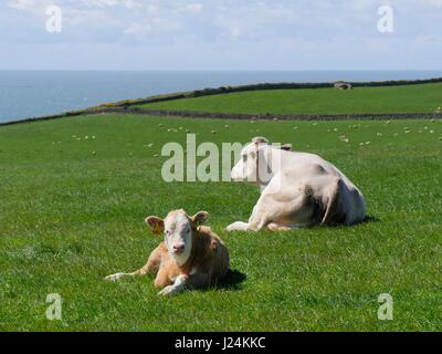 Punto larghi, Devon, Regno Unito. Xxv Aprile 2017. Le magie di sole al punto larghi vicino Croyde come le mucche locali stessi sun. Credito: DTNews/Alamy Live Foto Stock