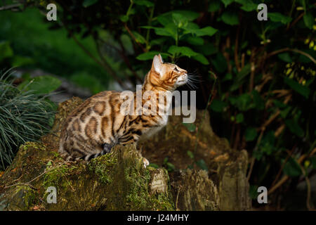 Gatto bengala outdoor Foto Stock