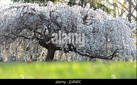 Piangendo ciliegia giapponese albero, latino: Prunus serrulata 'Snow fontane' in primavera Foto Stock