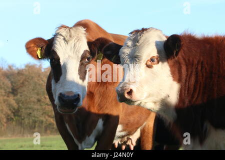 Blaarkop tradizionale bovini ("testa Blister'), una vecchia razza olandese, che si trova principalmente nella provincia di Groningen, Paesi Bassi del Nord Foto Stock
