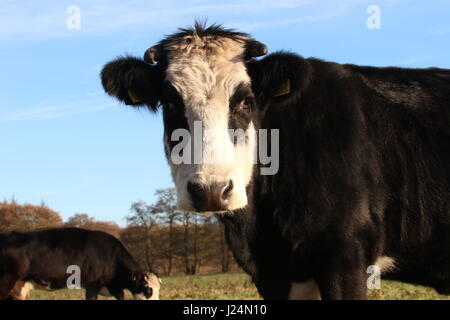 Blaarkop tradizionale bovini ("testa Blister'), una vecchia razza olandese, che si trova principalmente nella provincia di Groningen, Paesi Bassi del Nord Foto Stock
