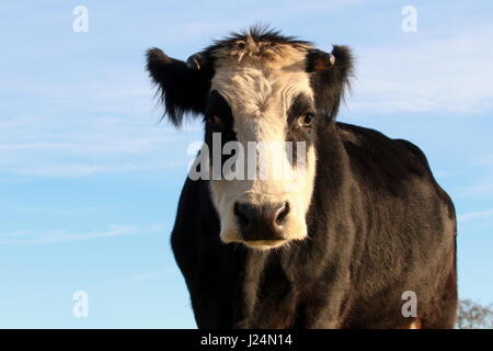 Blaarkop tradizionale bovini ("testa Blister'), una vecchia razza olandese, che si trova principalmente nella provincia di Groningen, Paesi Bassi del Nord Foto Stock