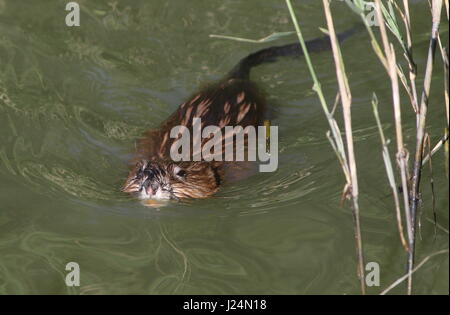 Close-up di un topo muschiato (Ondatra zibethicus) nuoto verso la telecamera Foto Stock