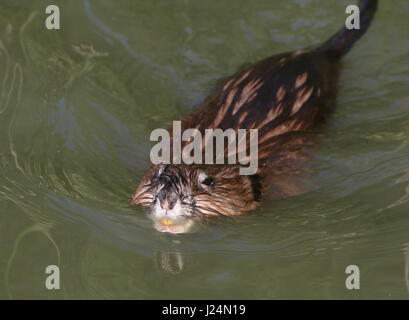 Close-up di un topo muschiato (Ondatra zibethicus) nuoto verso la telecamera Foto Stock