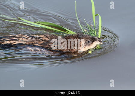 Close-up di un topo muschiato (Ondatra zibethicus) con il materiale di costruzione per il suo den Foto Stock