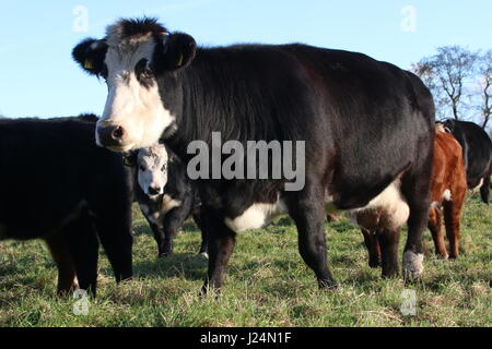 Blaarkop tradizionale bovini ("testa Blister'), una vecchia razza olandese, che si trova principalmente nella provincia di Groningen, Paesi Bassi del Nord Foto Stock