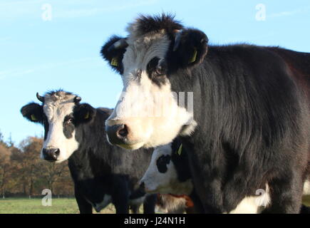 Blaarkop tradizionale bovini ("testa Blister'), una vecchia razza olandese, che si trova principalmente nella provincia di Groningen, Paesi Bassi del Nord Foto Stock
