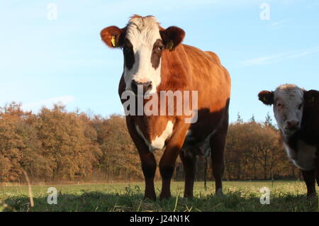 Blaarkop tradizionale bovini ("testa Blister'), una vecchia razza olandese, che si trova principalmente nella provincia di Groningen, Paesi Bassi del Nord Foto Stock