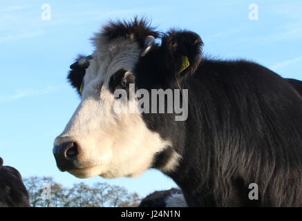 Blaarkop tradizionale bovini ("testa Blister'), una vecchia razza olandese, che si trova principalmente nella provincia di Groningen, Paesi Bassi del Nord Foto Stock