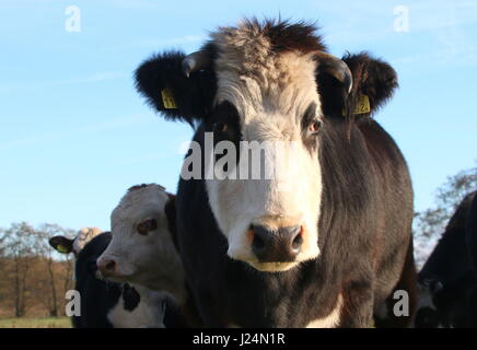 Blaarkop tradizionale bovini ("testa Blister'), una vecchia razza olandese, che si trova principalmente nella provincia di Groningen, Paesi Bassi del Nord Foto Stock