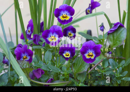 Pansies crescono nel giardino di primavera Foto Stock