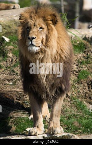 Lion in Francia zoo Foto Stock