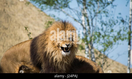 Lion in Francia zoo Foto Stock