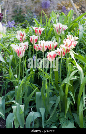 Tulipani decorativo in una fioritura boarder Foto Stock