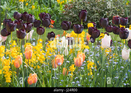 Tulipani decorativo in una fioritura boarder Foto Stock