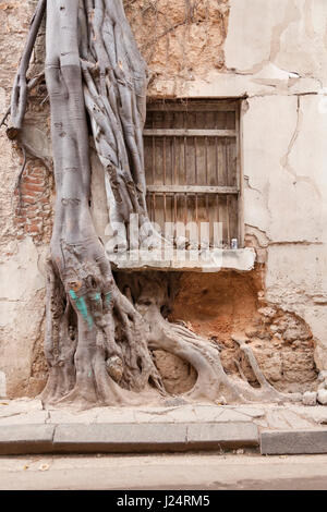 Un albero è diventato uno con un vecchio edificio a l'Avana, Cuba. Foto Stock