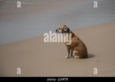 Dog sitter in spiaggia affacciata sul mare Foto Stock