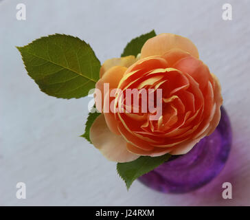 Peach Rose in un vaso viola Foto Stock