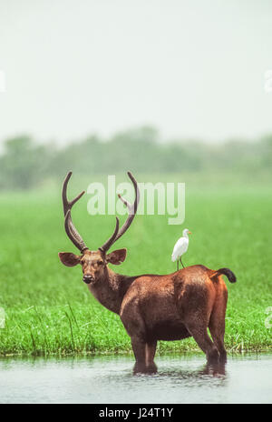 Sambar Stag Cervo, (Rusa unicolor), in zone umide habitat, Keoladeo Ghana National Park, Bharatpur Rajasthan, India Foto Stock