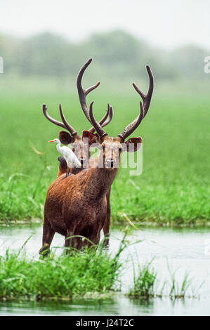 Sambar Stag Cervo, (Rusa unicolor), in zone umide habitat, Keoladeo Ghana National Park, Bharatpur Rajasthan, India Foto Stock