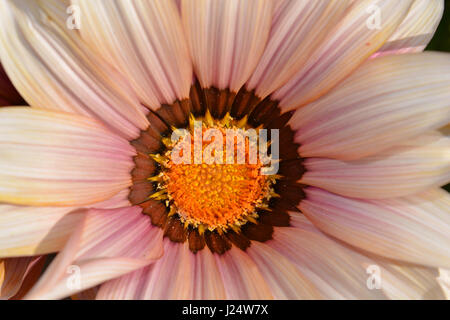 Gazania, o Tesoro fiore, close up Foto Stock