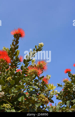 Grevillea in fiore contro il cielo blu Foto Stock