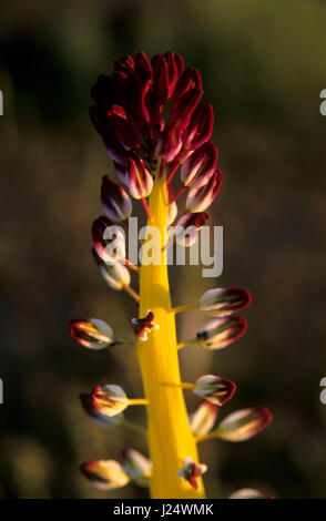 Candela del deserto, deserto Tartaruga Area Naturale, California Foto Stock