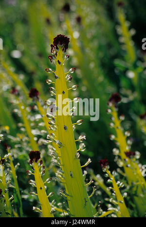 Candela del deserto, deserto Tartaruga Area Naturale, California Foto Stock