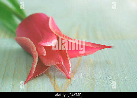 Di un bel colore rosa tulip flower background. Macro di messa a fuoco selettiva tulip closeup bellezza naturale. Retrò soft tavolo in legno vintage greeting card modello wit Foto Stock