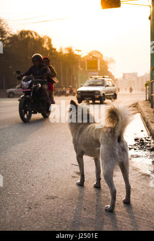 Kathmandu - Marzo 2017: un cane randagio si affaccia su una strada polverosa a sunrise a caldo con la luce del mattino a Kathmandu, Nepal. Foto Stock