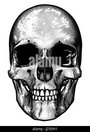 Disegno del cranio in un vintage retrò xilografia incisa o stile inciso Foto Stock