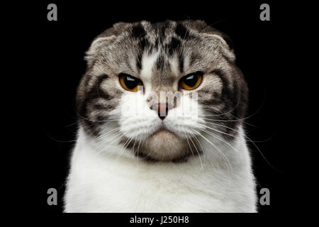 Grave cat di Scottish Fold razza isolato su sfondo nero Foto Stock