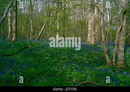 Inglese in bluebells Gransden e legno Waresley Cambridgeshire Foto Stock
