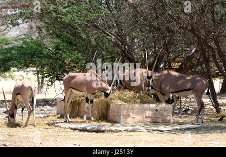 East African oryx, oryx beisa beisa, Al Areen Wildlife Park, Regno del Bahrein Foto Stock