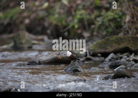 Bianco-throated Dipper, Cinclus cinclus Foto Stock