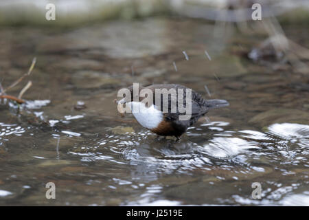 Bianco-throated Dipper, Cinclus cinclus, scuotimento larva di insetto preda Foto Stock