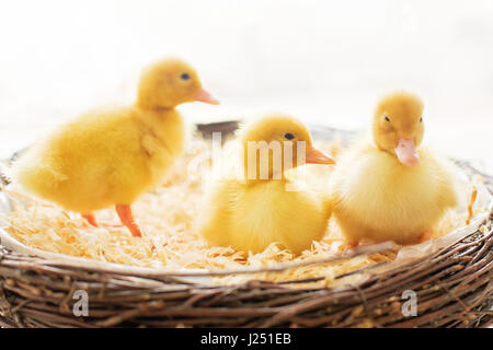 Tre piccoli anatroccoli in un nido, immagine isolata, luce posteriore Foto Stock