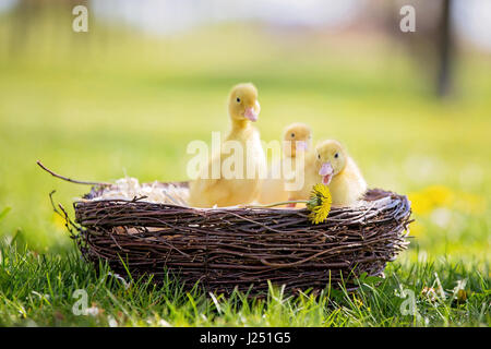 Tre piccoli anatroccoli in un nido, immagine all'aperto nel parco, primavera Foto Stock