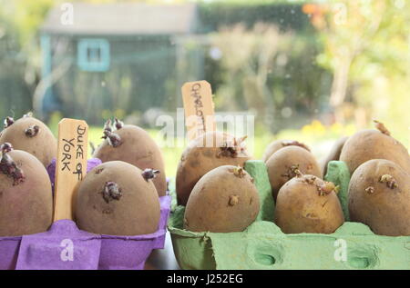 Chitting tuberi seme di patate di varietà in scatole di uova sul soleggiato davanzale per incoraggiare i germogli di forte prima di piantare fuori in giardino (foto) Foto Stock