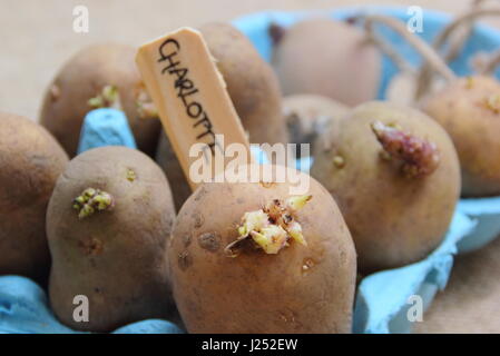 Secondo inizio 'Charlotte' tuberi seme di patate chitting in un uovo riciclata casella per incoraggiare i germogli di forte prima di piantare fuori in giardino patch vegetale Foto Stock