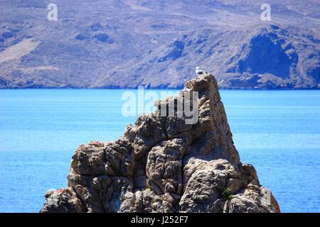 Seagull posa sul rock Foto Stock