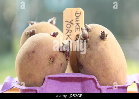 Chitting tuberi seme di patate in scatola per uova contenitori sul soleggiato davanzale per incoraggiare i germogli di forte prima di piantare fuori in giardino (foto) Foto Stock