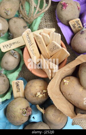 Etichettatura tuberi seme di patate chitting in scatola per uova contenitori interni per incoraggiare i germogli di forte prima di piantare in patch vegetale Foto Stock