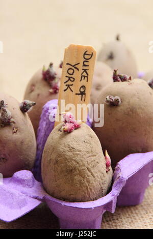 Primo inizio 'Red Duca di York' tuberi seme di patate chitting in un uovo riciclata casella per incoraggiare i germogli di forte prima di piantare fuori in giardino patch vegetale Foto Stock