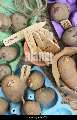 Etichettatura tuberi seme di patate chitting in scatola per uova contenitori interni per incoraggiare i germogli di forte prima di piantare in patch vegetale Foto Stock