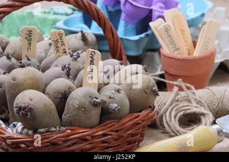 Tuberi seme di patate preparate per chitting in un ambiente luminoso, per incoraggiare i germogli di forte prima di piantare in giardino Foto Stock