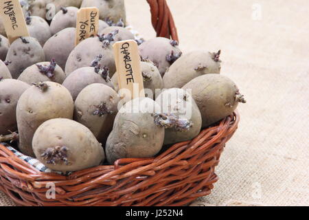 Tuberi seme di patate preparate per chitting in un ambiente luminoso, per incoraggiare i germogli di forte prima di piantare in giardino Foto Stock