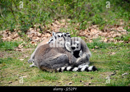 Lemuri o makis famiglia con bambino giocando Foto Stock