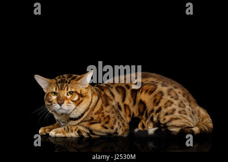 Maschio di bengala Gatto sdraiato e guardando accigliata in telecamera isolata su sfondo nero Foto Stock